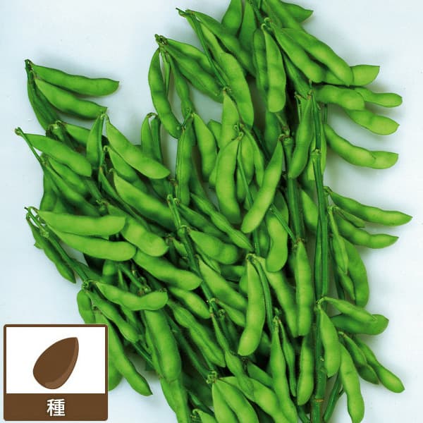 楽天市場】枝豆湯あがり娘の通販