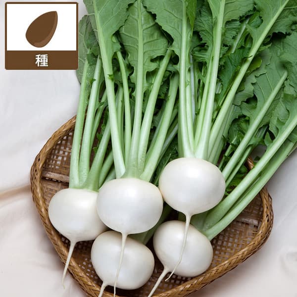 [送料無料](業務用・受注生産品)カブ種：ゆきわらし ペレット5千粒[野菜タネ]*