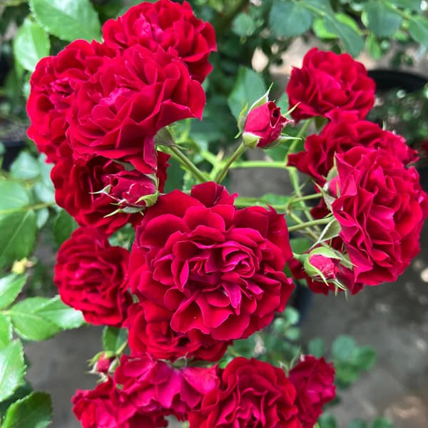 バラの苗/つるバラ：クリムゾンシル...