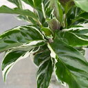 観葉植物/カラテア:ホワイトフュージョン 4号鉢植え(ねこチップ×ネガミエル)*