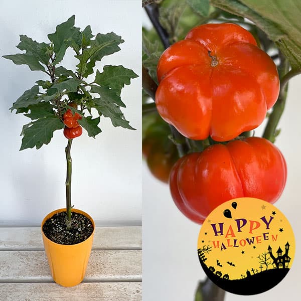 草花の苗/ソラナム：メリーランタン4号ポット