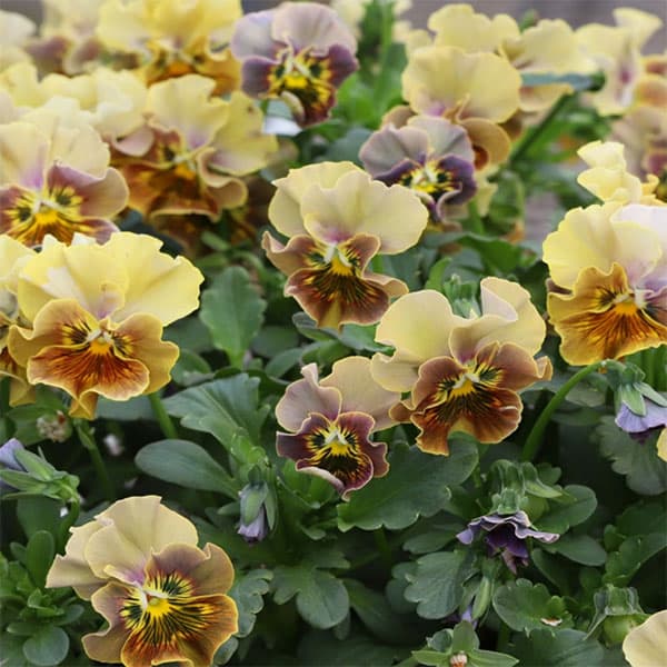 草花の苗/MSKガーデン小輪フリンジビオラ：和モダンクラシックカラー 鬱金（うこん）3号ポット