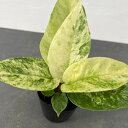 観葉植物/アンスリウム:ボンプランディ バリエガータ 3号ポット