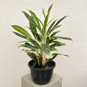 観葉植物/アグラオネマ:アイビーグリーン 7号鉢植え