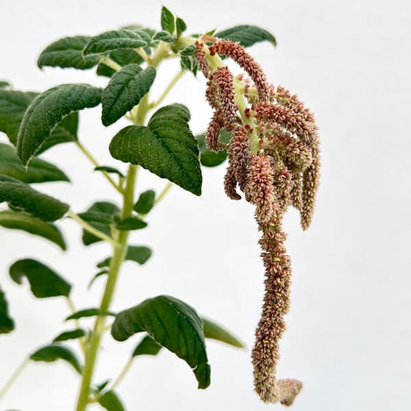 草花の苗/アマランサス：コーラルファウンテン3.5号ポットのサムネイル