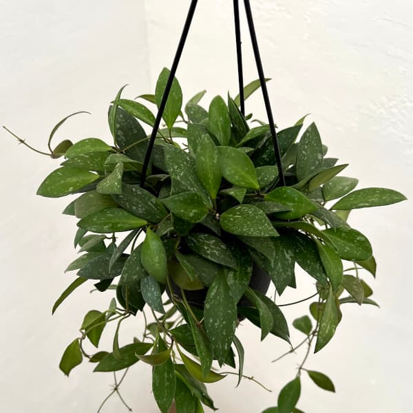 楽天市場】ホヤ 観葉植物（サイズ（植木鉢）4 ～ 6号）の通販