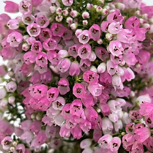 花木 庭木の苗/エリカ：メランセラ ディープマゼンタ3号ポット[10〜12月頃開花　濃赤色系の秋咲エリカ]のサムネイル