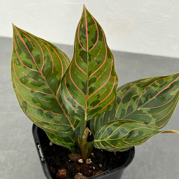 観葉植物/アグラオネマ：レッドアーミー 3.5号ポット