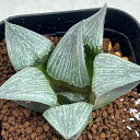 観葉植物/ハオルチア:流紋コンプト×本間般若N4 実生苗 2.5号スクエア鉢
