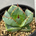 観葉植物/(わけあり特価)アガベ:ジャガーノート 3.5号鉢植え