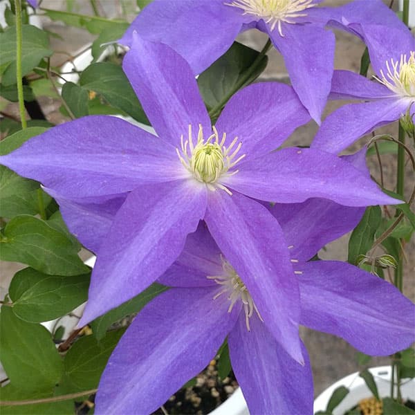 クレマチスの苗/クレマチス：こゆき...