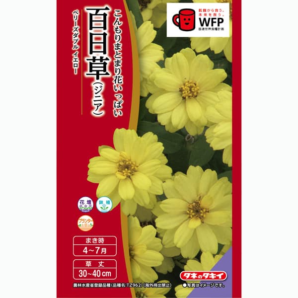 百日草（ジニア）：ベリーズダブル イエロー（半八重）[タキイ 花タネ]