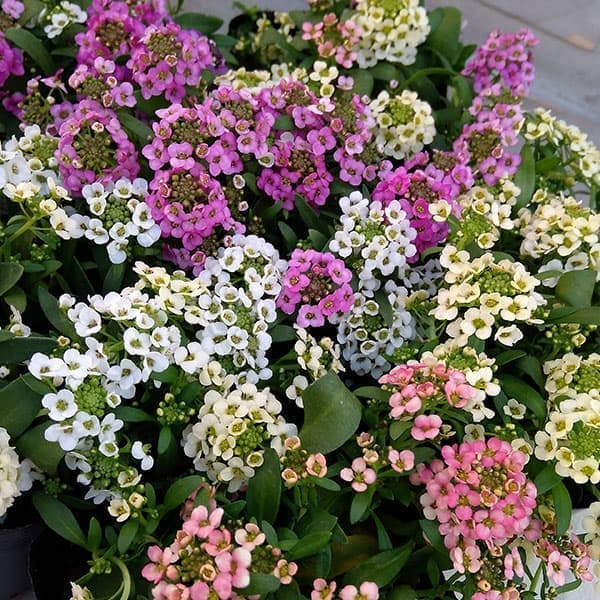 草花の苗/アリッサム：アルール花色ミックス植え2.5号ポット