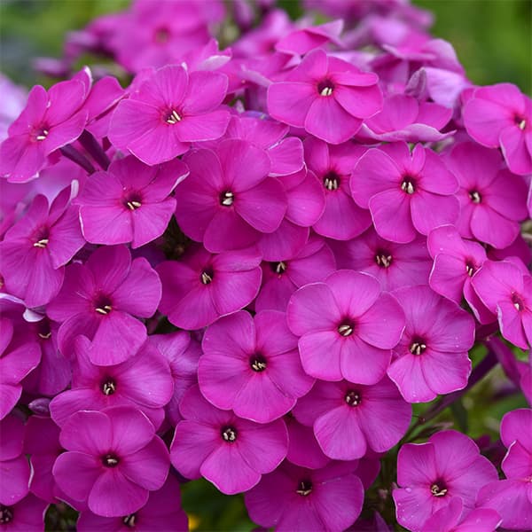 草花の苗/フロックス（うどん粉病に強い）：パープル3.5号ポット