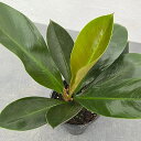 観葉植物/フィロデンドロン:リンナイクンス 3.5号ポット