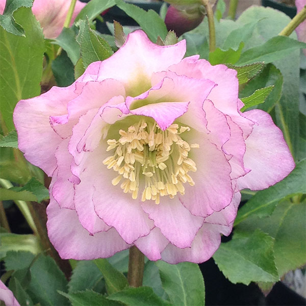 クリスマスローズ：桃酔（とうすい）5号ポット