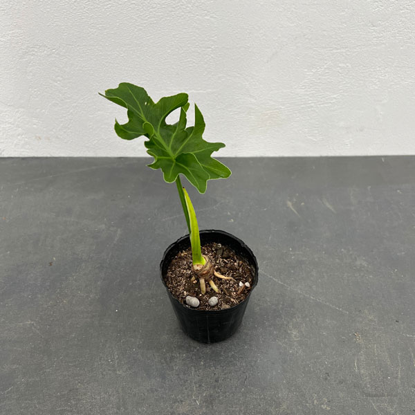 観葉植物/[サマーセール]フィロデンドロン：セローム根上がり 3号ポット*