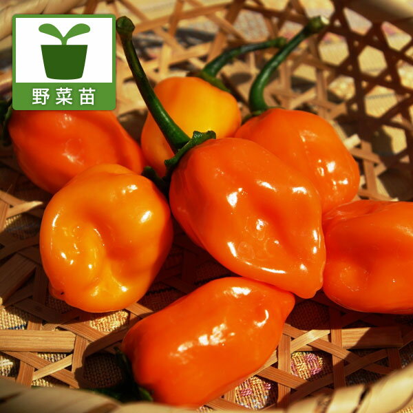 人気の激辛唐辛子 野菜の苗野菜の苗/世界のとうがらし：ハバネロオレンジ自根苗3号ポット 12株セットハバネロは激辛！！スナック菓子で大人気！のトウガラシです。ハバネロには実の色が赤いものとオレンジ色のものがありますが、こちらはオレンジ色の品種です。辛さを味わうだけでなく、様々な形のトウガラシは観賞用としても楽しめます。辛みのもとになるカプサイシンは、脂肪燃焼促進や体を温めてくれる効果があると言われ、世のダイエットしたい人達の味方です。タイプ：ナス科の1年草開花期：7〜9月収穫時期：8〜10月日照：日なた栽培方法：畑の場合株間45cmで植え付け、コンテナの場合深さ20cm以上の鉢に1株植えます。植え付け後は倒れないように支柱をたてて誘引します。一番花から下のわき芽は全て摘み取ります。乾燥には気をつけます。畑の場合、植え付け後の2週間前に苦土石灰（1平方メートル当たり100g）を混ぜます。元肥のほか、実がつき始めたら2週間に1回追肥を与えてください。新芽や葉の裏にあぶら虫がつきやすいので注意します。収穫：大きさの目安約5×2.5cm。収穫後早めに調理して下さい。干しトウガラシにはできません。美味しい食べ方：オリーブオイルなどに漬けて辛味調味料に。スライスしてピザのトッピングにも最適！写真は成長時のイメージです。お届けの際はまだ苗です。 世界のとうがらし：ハバネロオレンジ自根苗3号ポット 12株セットの栽培ガイド野菜：ピーマン・ししとう・トウガラシの育て方ハバネロ・ジョロキアを使って簡単激辛料理野菜（実もの）：ナスの育て方・栽培方法