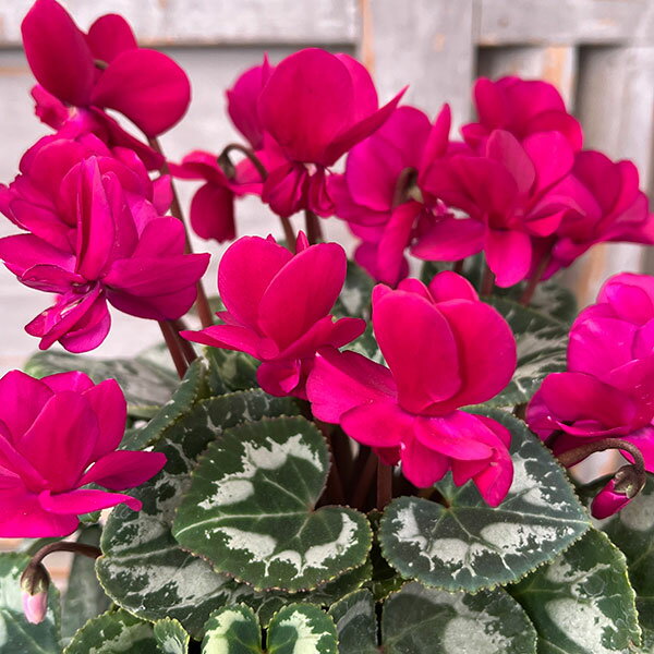 シクラメン：ツヴァイ パープル4号鉢植え