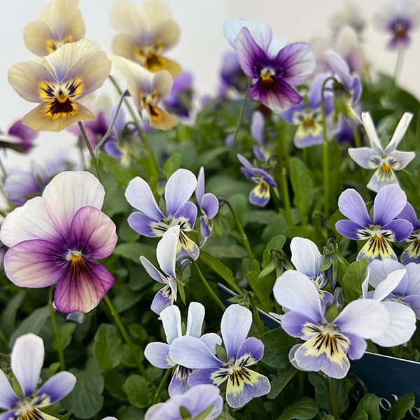 草花の苗/ビオラ：丸森ビオラ（アソート）3号ポット 6株セットのサムネイル