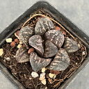 観葉植物/ハオルチア:カラフトマムシ 2.5号