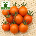 野菜の苗/(わけあり特価)ミニトマト:高糖度ミラクルリッチ自根苗3号ポット 12株セット