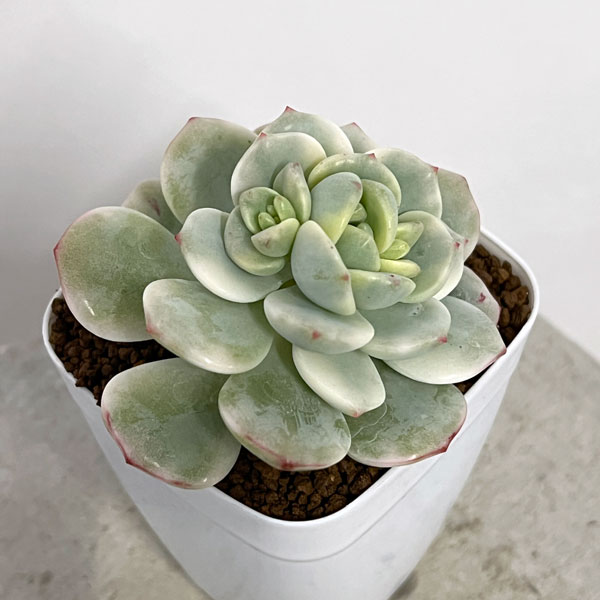 観葉植物/エケベリア：バニラビーンズ錦 2.5号ポット