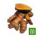 野菜の苗/ウコン:秋ウコン3号ポット*(ターメリック) 12株セット