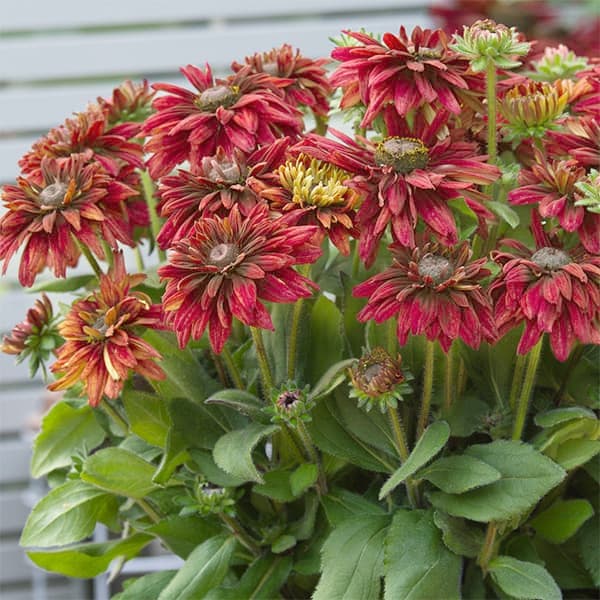 草花の苗/（わけあり特価）ルドベキア：サンベキア グラフィティスカーレット4号ポット