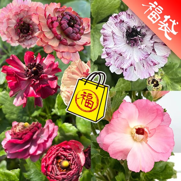 草花の苗/ラナンキュラス：綾園芸さんの3種セット／イカロス　パープル系・ローズピンク系（色幅あり）・セイレンのサムネイル