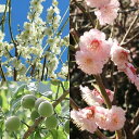 果樹の苗/ウメ(梅)2種受粉樹セット:青軸(あおじく)と花香美(はなかみ)