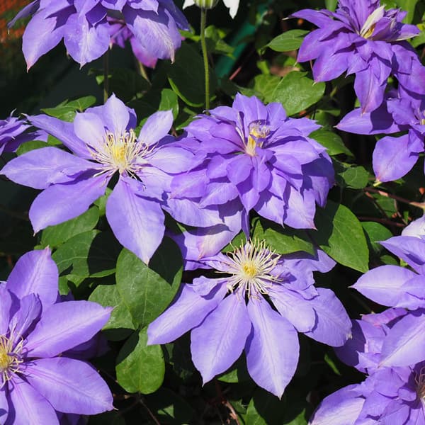 クレマチスの苗/クレマチス：ビューティー・オブ・フォスター3.5号ロングポット（早咲き大輪系）