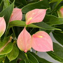 (わけあり特価)アンスリウム:シュガーブーケ 6号鉢植え