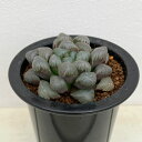 観葉植物/ハオルチア:李紫 3.5号鉢植え