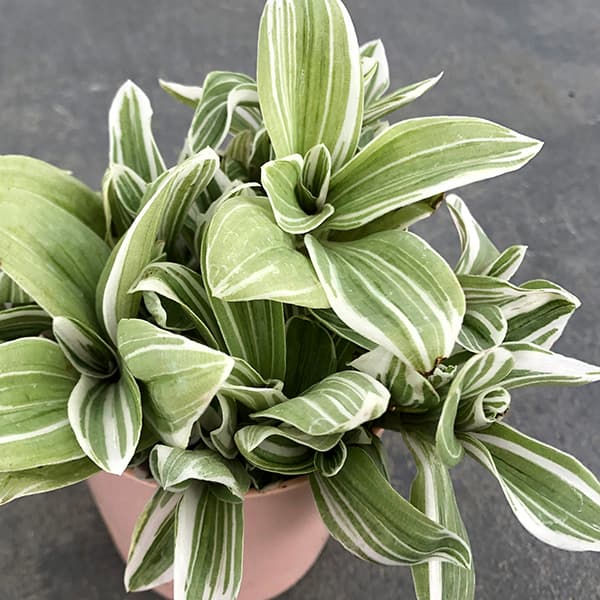 観葉植物/トラディスカンチア：テンダーネス2.5号鉢入り