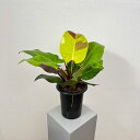 観葉植物/フィロデンドロン:イエローフレーム 5.5号25-02