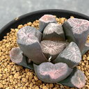 観葉植物/ハオルチア:万象(実生) 3号鉢植え25-03