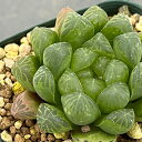 観葉植物/ハオルチア:玉露 2.5号鉢植え