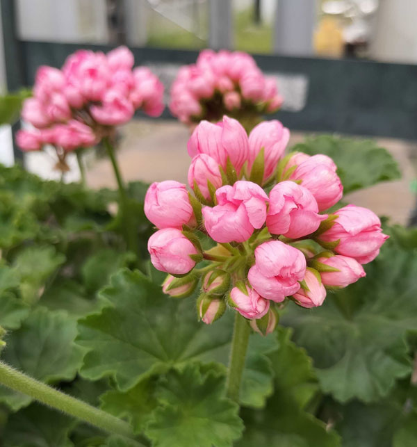 草花の苗/ゼラニウム（チューリップ咲き）：チェリーパンドラ3.5号ポット