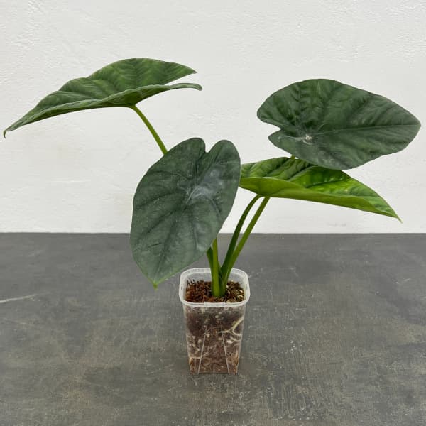 観葉植物/（わけあり特価）アロカシア：アルバ 3号ネガミエル×ねこチップ植え