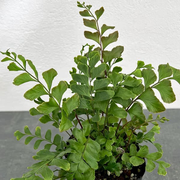 観葉植物/シダ：ディディモクラエナ トランカツラ 3号ポット