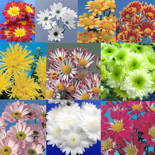 草花の苗/[送料無料]変り咲きスプレー菊ミックス2.5号ポット40株セット