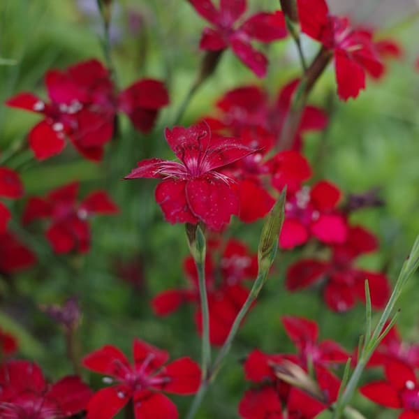 草花の苗/ダイアンサス：デルトイデス レッド3号ポット