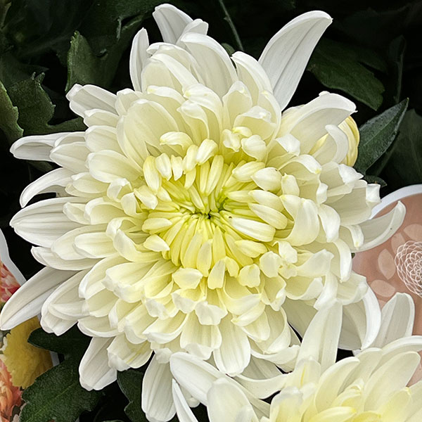 マム 苗 楽天市場】苗 グリーンマムの通販