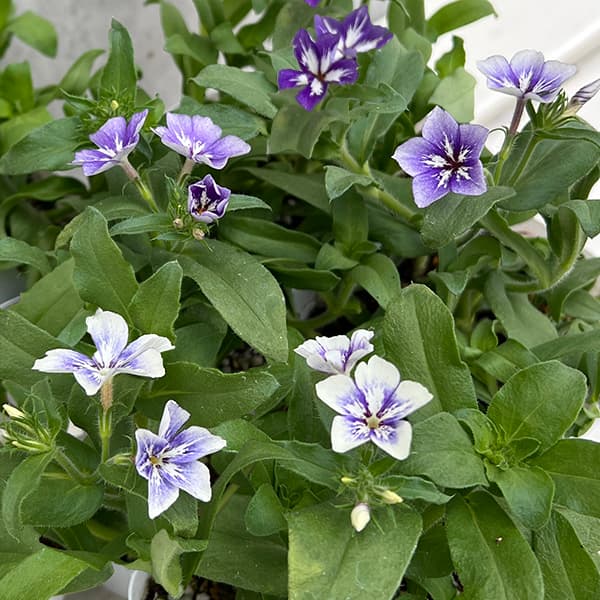 草花の苗/フロックス:シュガースターズ3.5号ポットのサムネイル