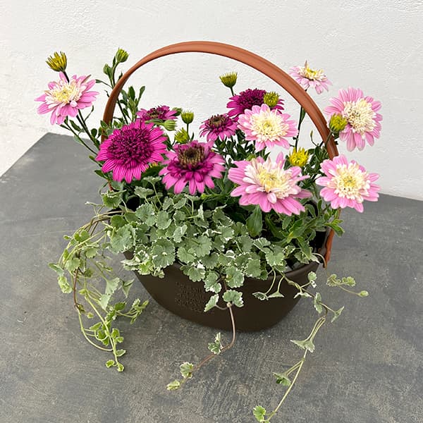 草花の苗/（わけあり特価）季節のミニ寄せ植え：オステオスペルマム ラブポーションとロマンティクス（ワンハンドプランター・ブラウン）のサムネイル