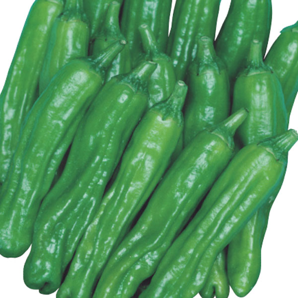 やわらかくて良食味！ 長期にわたって極多収！・野菜苗野菜の苗/[送料無料]トウガラシ：ししとう3号ポット28株セットししとうは果色は鮮緑色でそろいがよく、着果数が非常に多い品種です。果肉はやわらかく、焼いたり、天ぷら、油炒めなどにおすすめです。タイプ：ナス科収穫：6-10月栽培方法：よく日のあたる場所に定植し、15度以上で管理します。生育中は定期的に水遣りし、液肥を与えてください。追肥は収穫始めより10〜15日間隔に施すことを目安とし、草勢に応じて間隔を調整します。草勢の低下は奇形果や辛味果の発生を促すため、こまめな肥培管理で草勢維持に努めます。収穫：実が大きくなったものを順次収穫します。お届けする苗は3号（直径9cm）ポット入り、28株セットです。写真は成長時（開花時）のイメージですが、お届けの際はまだ苗の状態です。■この商品はメーカー直送にてお届けのため、下記サービスについてはお受けできません。・時間帯指定・メッセージカードの添付■お届け地域について　　　・北海道・沖縄・離島へのお届けはできません。　※生産元で売り切れの際は在庫がご用意できない場合がございます。在庫がご用意できなかった場合は別途ご連絡をいたします。予めご了承ください。※商品名に[送料無料]と記載のあるものが対象です。送料無料とならない商品を一緒にご注文いただいた場合は通常送料がかかります。[送料無料]トウガラシ：ししとう3号ポット28株セットの栽培ガイド野菜：ピーマン・ししとう・トウガラシの育て方野菜（実もの）：ナスの育て方・栽培方法