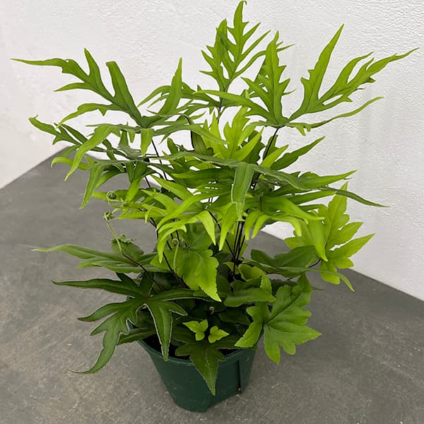 観葉植物/ドリオプテリス：ペダータ　5号鉢植え