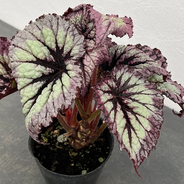 【さらにお値下げしました】ベゴニア百科 ベゴニア 木立性 ピンクフレックルズ Pink Freckles C1RT : 花郷