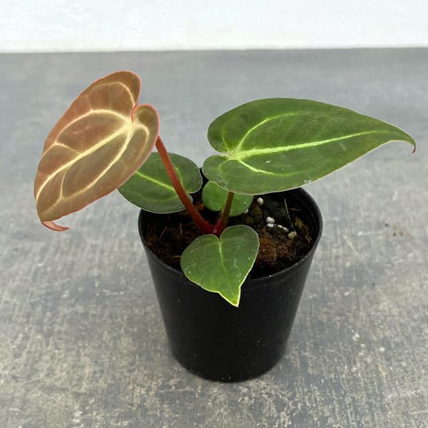 観葉植物/（わけあり特価）アンスリウム（原種）：ドラヤキ×エースオブスペード（実生株） 2.5号ポット